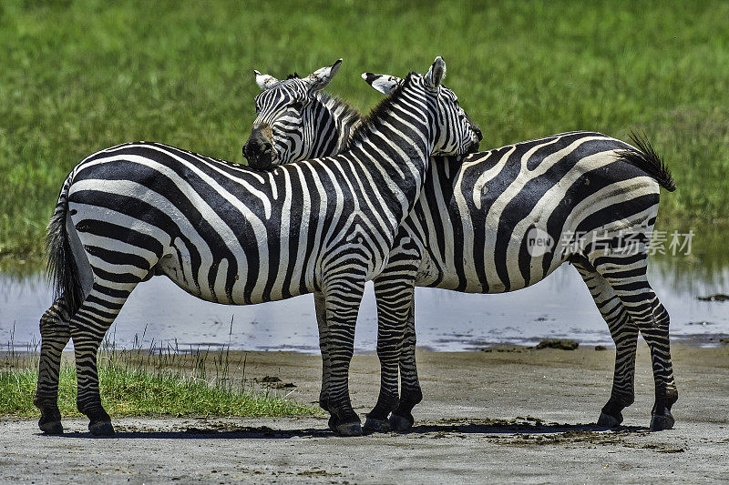 平原斑马(Equus quagga，原名马科马(Equus burchelli))，也被称为普通斑马或波切尔斑马，是最常见和地理分布最广的斑马物种。